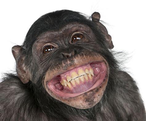 images of monkeys smiling